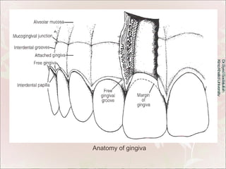 Dr.Syed Sadatullah  King Khalid University  Anatomy of gingiva 