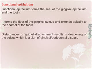 Junctional epithelium Junctional epithelium forms the seal of the gingival epithelium and the tooth It forms the floor of ...