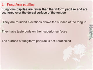 2.  Fungiform papillae Fungiform papillae are fewer than the filliform papillae and are scattered over the dorsal surface ...