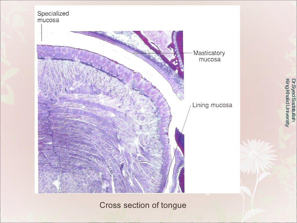 Oral Mucous Membrane