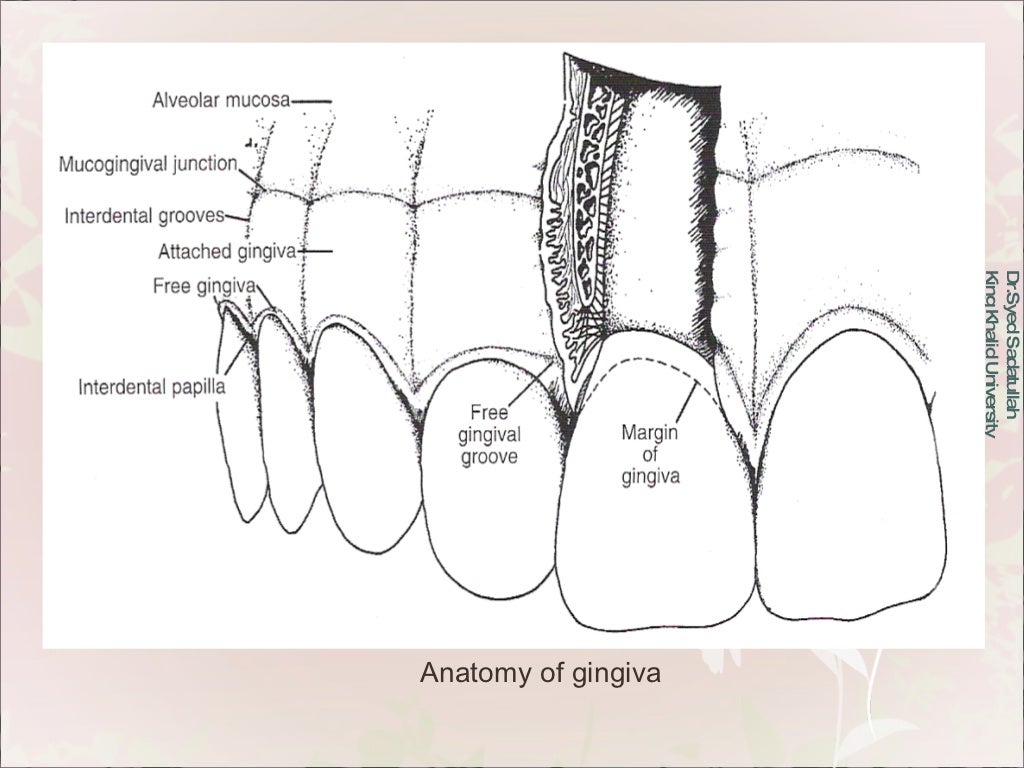 Oral Mucous Membrane