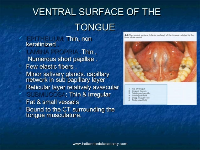 Oral mucous membrane /certified fixed orthodontic courses by Indian d…