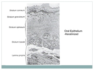 Oral mucous membrane | PPT