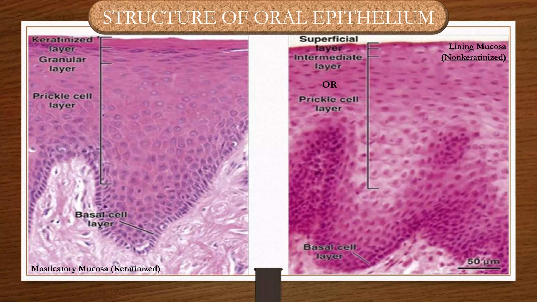 Oral mucous membrane | PPTX
