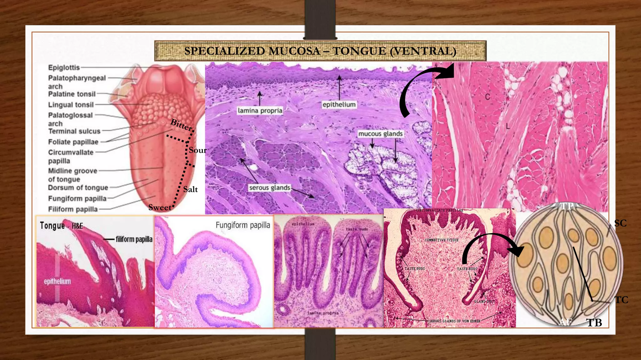 Oral mucous membrane | PPTX
