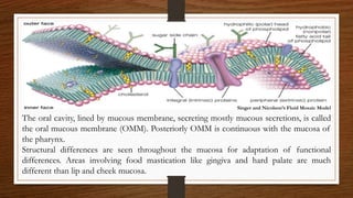 Oral mucous membrane | PPTX
