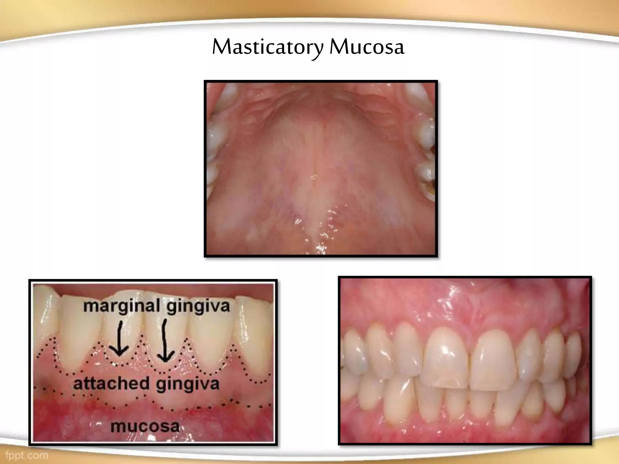 Oral mucous membrane | PPT