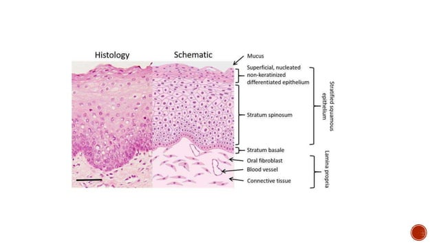 Structure and function of oral mucous membrane.pptx