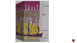 Structure and function of oral mucous membrane.pptx