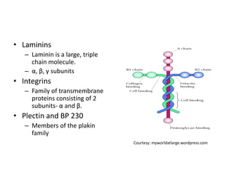 • Laminins
– Laminin is a large, triple
chain molecule.
– α, β, γ subunits
• Integrins
– Family of transmembrane
proteins consisting of 2
subunits- α and β.
• Plectin and BP 230
– Members of the plakin
family
Courtesy: myworldatlarge.wordpress.com
 