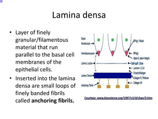 Lamina densa
• Layer of finely
granular/filamentous
material that run
parallel to the basal cell
membranes of the
epithelial cells.
• Inserted into the lamina
densa are small loops of
finely banded fibrils
called anchoring fibrils.
 