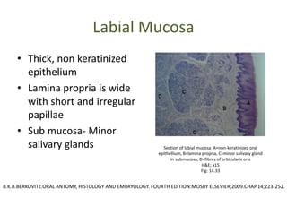 Labial Mucosa
• Thick, non keratinized
epithelium
• Lamina propria is wide
with short and irregular
papillae
• Sub mucosa- Minor
salivary glands Section of labial mucosa. A=non-keratinized oral
epithellium, B=lamina propria, C=minor salivary gland
in submucosa, D=fibres of orbicularis oris
H&E; x15
Fig: 14.33
B.K.B.BERKOVITZ.ORAL ANTOMY, HISTOLOGY AND EMBRYOLOGY. FOURTH EDITION:MOSBY ELSEVIER;2009.CHAP.14;223-252.
 