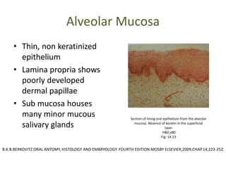 Alveolar Mucosa
• Thin, non keratinized
epithelium
• Lamina propria shows
poorly developed
dermal papillae
• Sub mucosa houses
many minor mucous
salivary glands
Section of lining oral epithelium from the alveolar
mucosa. Absence of keratin in the superficial
layer
H&E;x80
Fig: 14.13
B.K.B.BERKOVITZ.ORAL ANTOMY, HISTOLOGY AND EMBRYOLOGY. FOURTH EDITION:MOSBY ELSEVIER;2009.CHAP.14;223-252.
 