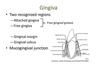 Gingiva
• Two recognized regions
– Attached gingiva
– Free gingiva
– Gingival margin
– Gingival sulcus
• Mucogingival junction
Free gingival groove
courtesy :www.medscape.com/viewarticle/1893
 