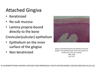 Attached Gingiva
• Keratinized
• No sub mucosa
• Lamina propria-bound
directly to the bone
Crevicular(sulcular) epithelium
• Epithelium on the inner
surface of the gingiva
• Non keratinized
Section of parakeratinized oral epithelium from the
gingiva. The superficial layer stain more heavily for
keratin but nuclei are retained
H&E; x100
Fig: 14.12
B.K.B.BERKOVITZ.ORAL ANTOMY, HISTOLOGY AND EMBRYOLOGY. FOURTH EDITION:MOSBY ELSEVIER;2009.CHAP.14;223-252.
 
