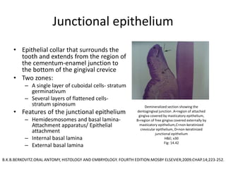 Junctional epithelium
• Epithelial collar that surrounds the
tooth and extends from the region of
the cementum-enamel junction to
the bottom of the gingival crevice
• Two zones:
– A single layer of cuboidal cells- stratum
germinativum
– Several layers of flattened cells-
stratum spinosum
• Features of the junctional epithelium
– Hemidesmosomes and basal lamina-
Attachment apparatus/ Epithelial
attachment
– Internal basal lamina
– External basal lamina
Demineralized section showing the
dentogingival junction .A=region of attached
gingiva covered by masticatory epithelium,
B=region of free gingiva covered externally by
masticatory epithelium,C=non-keratinized
crevicular epithelium, D=non-keratinized
junctional epithelium
H&E; x30
Fig: 14.42
B.K.B.BERKOVITZ.ORAL ANTOMY, HISTOLOGY AND EMBRYOLOGY. FOURTH EDITION:MOSBY ELSEVIER;2009.CHAP.14;223-252.
 