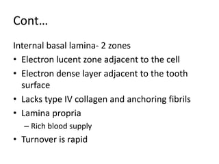 Cont…
Internal basal lamina- 2 zones
• Electron lucent zone adjacent to the cell
• Electron dense layer adjacent to the tooth
surface
• Lacks type IV collagen and anchoring fibrils
• Lamina propria
– Rich blood supply
• Turnover is rapid
 