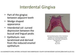 Interdental Gingiva
• Part of the gingiva
between adjacent teeth
• Wedge shaped
appearance
• Interdental col- curved
depression between the
buccal and lingual peaks
• Epithelium- non
keratinized and derived
from the reduced enamel
epithelium
Demineralized section of the interdental
papillae cut in the buccolingual plane
between two cheek teeth showing the
‘interdental col’.
H&E; x4
Fig: 14.53
B.K.B.BERKOVITZ.ORAL ANTOMY, HISTOLOGY AND EMBRYOLOGY. FOURTH EDITION:MOSBY ELSEVIER;2009.CHAP.14;223-252.
 