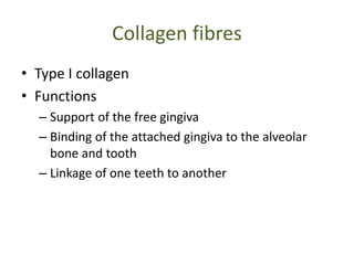 Collagen fibres
• Type I collagen
• Functions
– Support of the free gingiva
– Binding of the attached gingiva to the alveolar
bone and tooth
– Linkage of one teeth to another
 