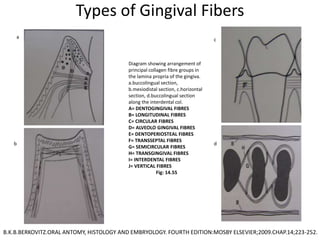Types of Gingival Fibers
Diagram showing arrangement of
principal collagen fibre groups in
the lamina propria of the gingiva.
a.buccolingual section,
b.mesiodistal section, c.horizontal
section, d.buccolingual section
along the interdental col.
A= DENTOGINGIVAL FIBRES
B= LONGITUDINAL FIBRES
C= CIRCULAR FIBRES
D= ALVEOLO GINGIVAL FIBRES
E= DENTOPERIOSTEAL FIBRES
F= TRANSSEPTAL FIBRES
G= SEMICIRCULAR FIBRES
H= TRANSGINGIVAL FIBRES
I= INTERDENTAL FIBRES
J= VERTICAL FIBRES
Fig: 14.55
a
c
b d
B.K.B.BERKOVITZ.ORAL ANTOMY, HISTOLOGY AND EMBRYOLOGY. FOURTH EDITION:MOSBY ELSEVIER;2009.CHAP.14;223-252.
 