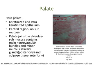 Palate
Hard palate
• Keratinized and Para
keratinized epithelium
• Central region- no sub
mucosa
• Palate joins the alveolus-
sub mucosa contains
main neurovascular
bundles and minor
mucous salivary
glands(posteriorly) and
adipose tissue(anteriorly)
Demineralised section of the hard palate
showing the oral surface. A=lined by masticatory
epithelium and the nasal epithelium, B=lined by
a respiratory epithelium, C=bone of hard palate,
D=duct from mucous gland opening onto
surface
H&E;x110
Fig: 14.61
B.K.B.BERKOVITZ.ORAL ANTOMY, HISTOLOGY AND EMBRYOLOGY. FOURTH EDITION:MOSBY ELSEVIER;2009.CHAP.14;223-252.
 