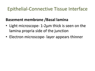 Epithelial-Connective Tissue Interface
Basement membrane /Basal lamina
• Light microscope- 1-2µm thick is seen on the
lamina propria side of the junction
• Electron microscope- layer appears thinner
 