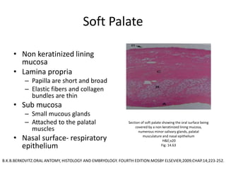 Soft Palate
• Non keratinized lining
mucosa
• Lamina propria
– Papilla are short and broad
– Elastic fibers and collagen
bundles are thin
• Sub mucosa
– Small mucous glands
– Attached to the palatal
muscles
• Nasal surface- respiratory
epithelium
Section of soft palate showing the oral surface being
covered by a non keratinized lining mucosa,
numerous minor salivary glands, palatal
musculature and nasal epithelium
H&E;x20
Fig: 14.63
B.K.B.BERKOVITZ.ORAL ANTOMY, HISTOLOGY AND EMBRYOLOGY. FOURTH EDITION:MOSBY ELSEVIER;2009.CHAP.14;223-252.
 