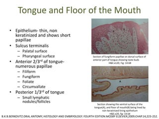 Tongue and Floor of the Mouth
• Epithelium- thin, non
keratinized and shows short
papillae
• Sulcus terminalis
– Palatal surface
– Pharyngeal surface
• Anterior 2/3rd of tongue-
numerous papillae
– Filiform
– Fungiform
– Foliate
– Circumvallate
• Posterior 1/3rd of tongue
– Small lymphatic
nodules/follicles
Section showing the ventral surface of the
tongue(A), and floor of mouth(B) being lined by
non-keratinized lining epithelium
H&E;x20, fig: 14.64
Section of fungiform papillae on dorsal surface of
anterior part of tongue showing taste buds
H&E;x120, Fig: 14.68
B.K.B.BERKOVITZ.ORAL ANTOMY, HISTOLOGY AND EMBRYOLOGY. FOURTH EDITION:MOSBY ELSEVIER;2009.CHAP.14;223-252.
 