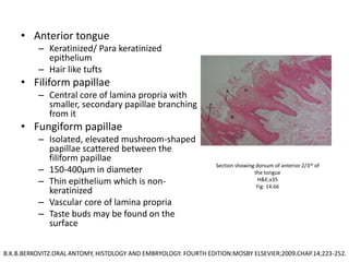 • Anterior tongue
– Keratinized/ Para keratinized
epithelium
– Hair like tufts
• Filiform papillae
– Central core of lamina propria with
smaller, secondary papillae branching
from it
• Fungiform papillae
– Isolated, elevated mushroom-shaped
papillae scattered between the
filiform papillae
– 150-400µm in diameter
– Thin epithelium which is non-
keratinized
– Vascular core of lamina propria
– Taste buds may be found on the
surface
Section showing dorsum of anterior 2/3rd of
the tongue
H&E;x35
Fig: 14.66
B.K.B.BERKOVITZ.ORAL ANTOMY, HISTOLOGY AND EMBRYOLOGY. FOURTH EDITION:MOSBY ELSEVIER;2009.CHAP.14;223-252.
 