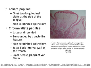 • Foliate papillae
– One/ two longitudinal
clefts at the side of the
tongue
– Non keratinized epithelium
• Circumvallate papillae
– Large and rounded
– Surrounded by trench-like
feature
– Non keratinized epithelium
– Taste buds-internal wall of
the trench
– Small serous glands of von
Ebner
Section of circumvallate papillae, A=serous glands B=
of von Ebner empty via the ducts into the base of the
trench C= surrounding the papillae, which is not raised
above the surface of the tongue, D= muscle of tongue
H&E; x35
Fig: 14.72
B.K.B.BERKOVITZ.ORAL ANTOMY, HISTOLOGY AND EMBRYOLOGY. FOURTH EDITION:MOSBY ELSEVIER;2009.CHAP.14;223-252.
 