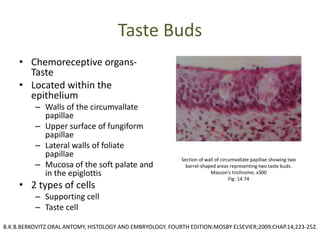 Taste Buds
• Chemoreceptive organs-
Taste
• Located within the
epithelium
– Walls of the circumvallate
papillae
– Upper surface of fungiform
papillae
– Lateral walls of foliate
papillae
– Mucosa of the soft palate and
in the epiglottis
• 2 types of cells
– Supporting cell
– Taste cell
Section of wall of circumvallate papillae showing two
barrel-shaped areas representing two taste buds.
Masson’s trichrome; x300
Fig: 14.74
B.K.B.BERKOVITZ.ORAL ANTOMY, HISTOLOGY AND EMBRYOLOGY. FOURTH EDITION:MOSBY ELSEVIER;2009.CHAP.14;223-252.
 