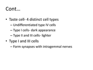 Cont…
• Taste cell- 4 distinct cell types
– Undifferentiated type IV cells
– Type I cells- dark appearance
– Type II and III cells- lighter
• Type I and III cells
– Form synapses with intragemmal nerves
 