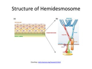 Structure of Hemidesmosome
Courtesy: xtal.cicancer.org/research.html
 