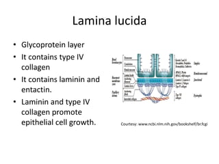 Lamina lucida
• Glycoprotein layer
• It contains type IV
collagen
• It contains laminin and
entactin.
• Laminin and type IV
collagen promote
epithelial cell growth. Courtesy: www.ncbi.nlm.nih.gov/bookshelf/br.fcgi
 