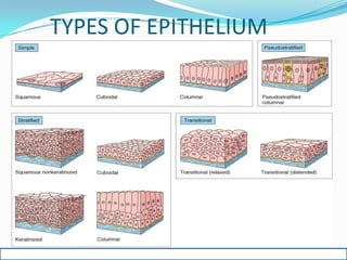 Oral mucous membrane pictorial representation | PPTX
