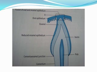 Oral mucous membrane pictorial representation | PPTX