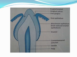 Oral mucous membrane pictorial representation | PPTX