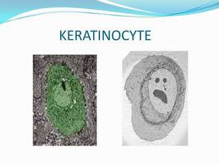 Oral mucous membrane pictorial representation | PPTX