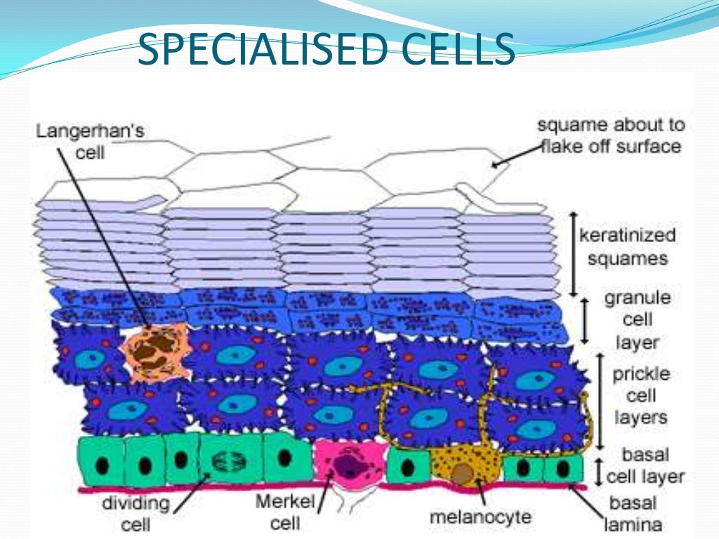 Oral mucous membrane pictorial representation