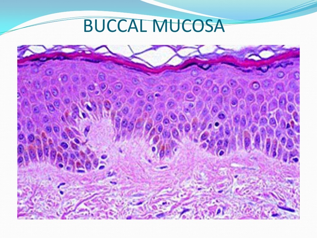 Oral mucous membrane pictorial representation