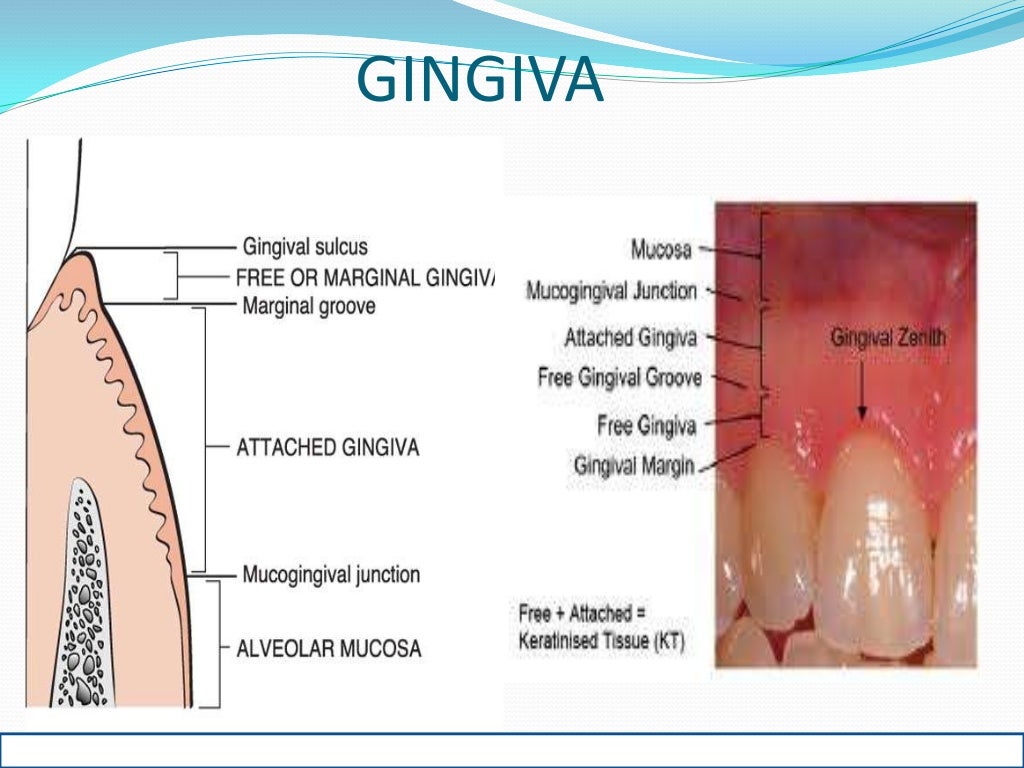 Oral mucous membrane pictorial representation