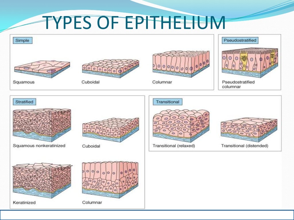 Oral mucous membrane pictorial representation