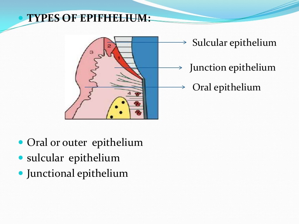 Oral mucous membrane pictorial representation