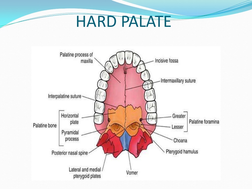 Oral mucous membrane pictorial representation
