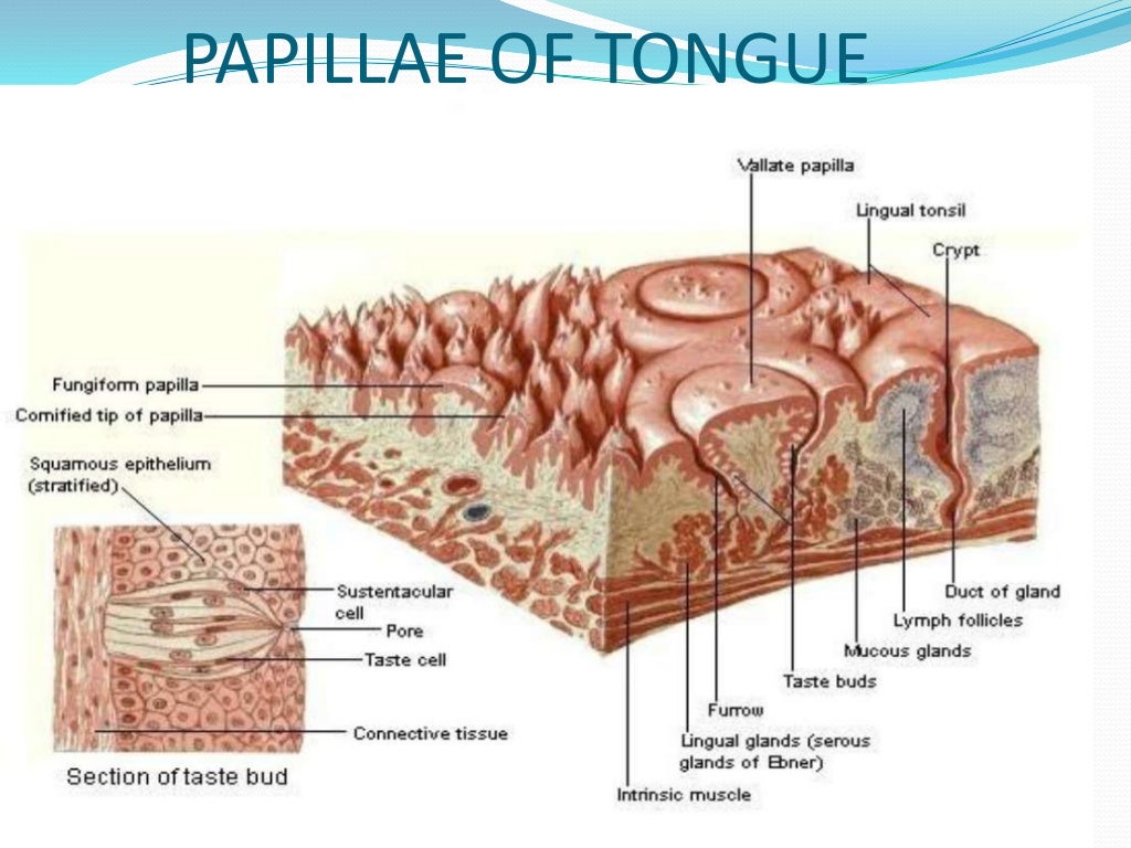 Oral mucous membrane pictorial representation