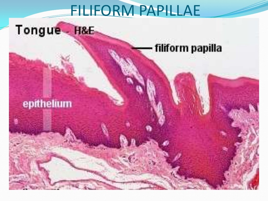 Oral mucous membrane pictorial representation