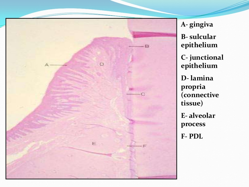 Oral mucous membrane pictorial representation