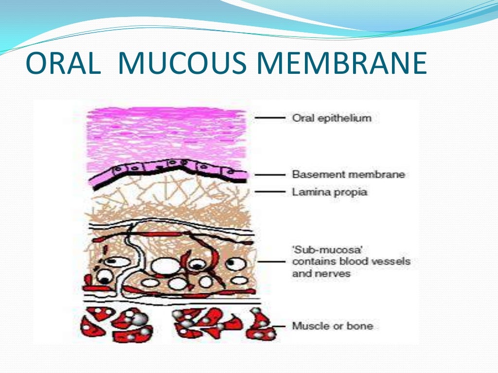 Oral mucous membrane pictorial representation
