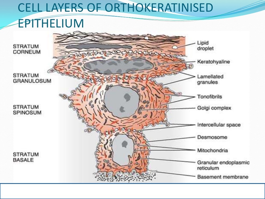 Oral mucous membrane pictorial representation