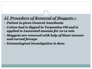 A] Procedure of Removal of Maggots :-
 Patient is given General Anesthesia
 Cotton bud is dipped in Turpentine Oil and is
applied to Lacerated mucosa for 10-12 min
 Maggots are removed with help of blunt tweezer
and curved forceps
 Entomological Investigation is done
 